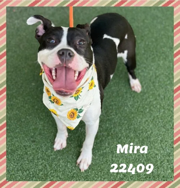 MIRA see also SABRINA thumbnail 2