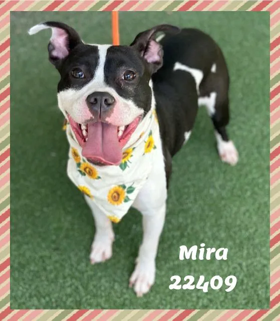 MIRA see also SABRINA thumbnail 3