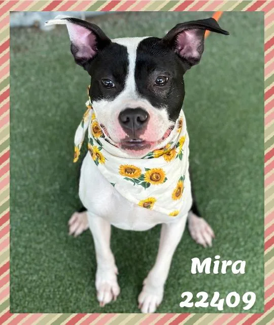 MIRA see also SABRINA thumbnail 4