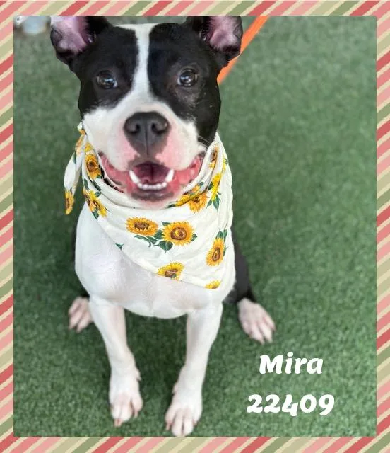 MIRA see also SABRINA thumbnail 5