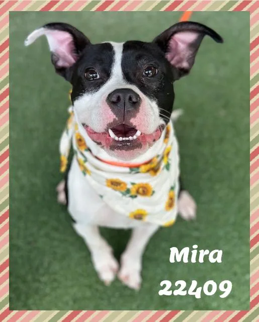 MIRA see also SABRINA thumbnail 6