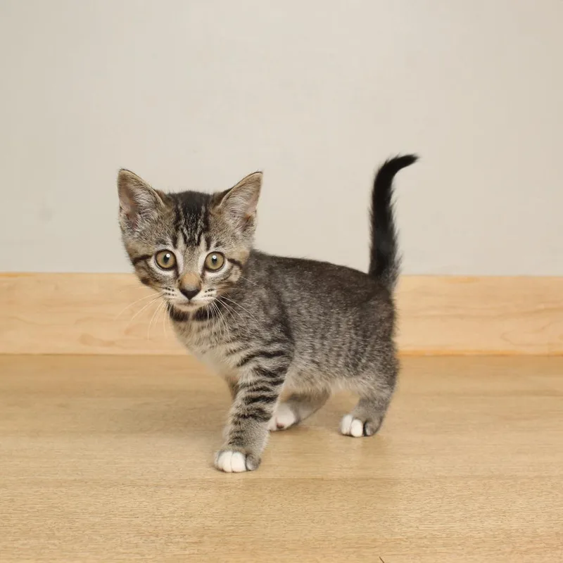 A baby small-sized female Brown / Chocolate Domestic Short Hair cat named Anole C for adoption in Minnetonka, MN