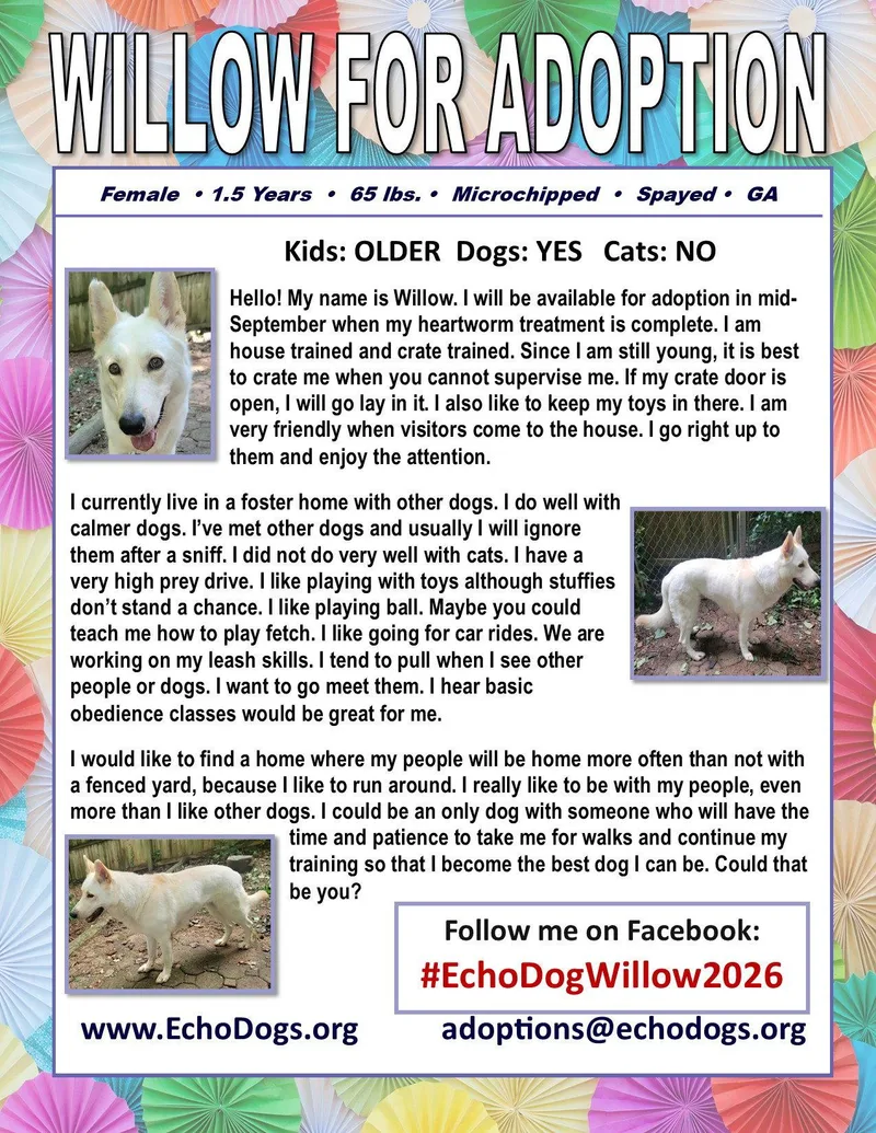 An adult large-sized female White German Shepherd dog named Willow for adoption in Londonderry, NH