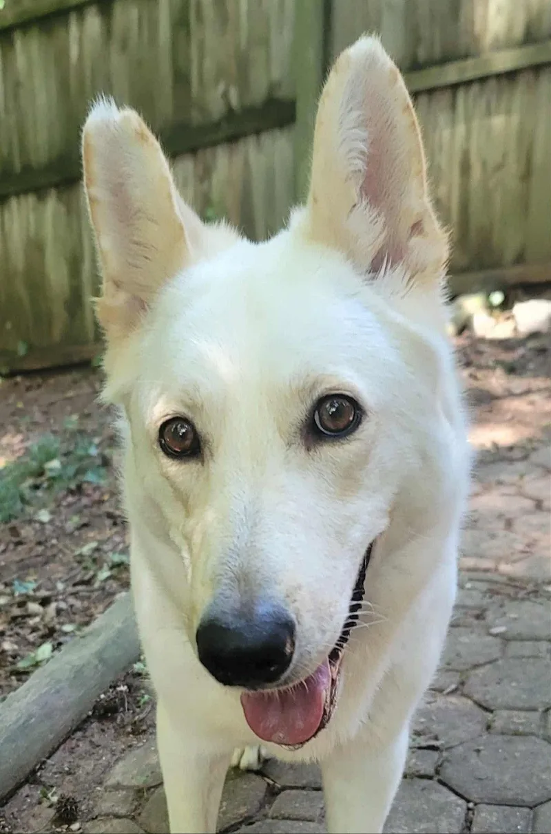 Willow thumbnail 2