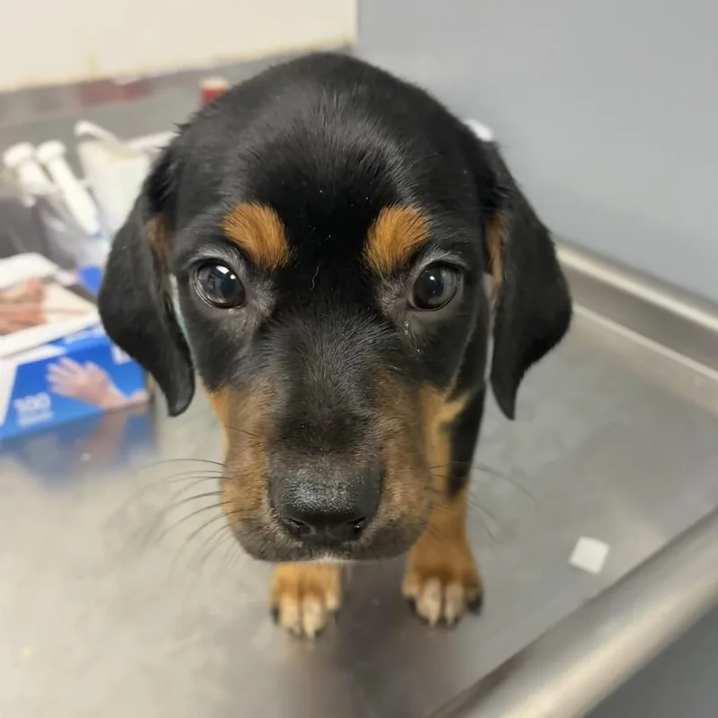A baby small-sized female Black Hound dog named Destiny for adoption in Birmingham, AL