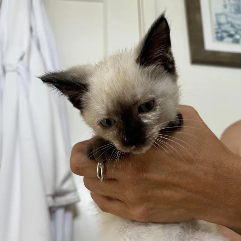 A baby small-sized female Gray / Blue / Silver Siamese cat named Mia for adoption in San Pedro, CA