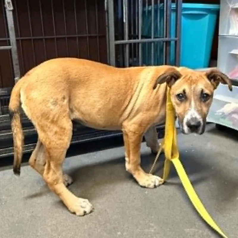 A young medium-sized male Yellow / Tan / Blond / Fawn Mixed Breed dog named Hugo for adoption in Pine Mountain, GA