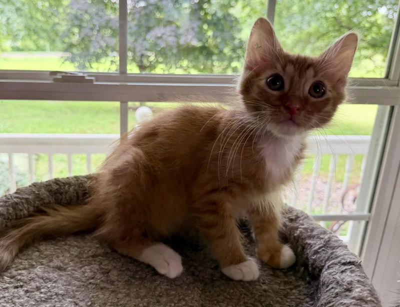 A baby medium-sized male Orange & White Domestic Short Hair cat named Simba Seibold for adoption in Kansas City, MO