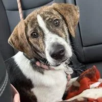 A baby medium-sized male Hound dog named Fraser for adoption in Monticello, NY