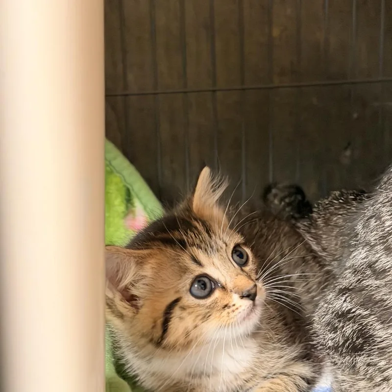 A baby small-sized female Brown / Chocolate Domestic Short Hair cat named Cortado for adoption in Columbus, NC
