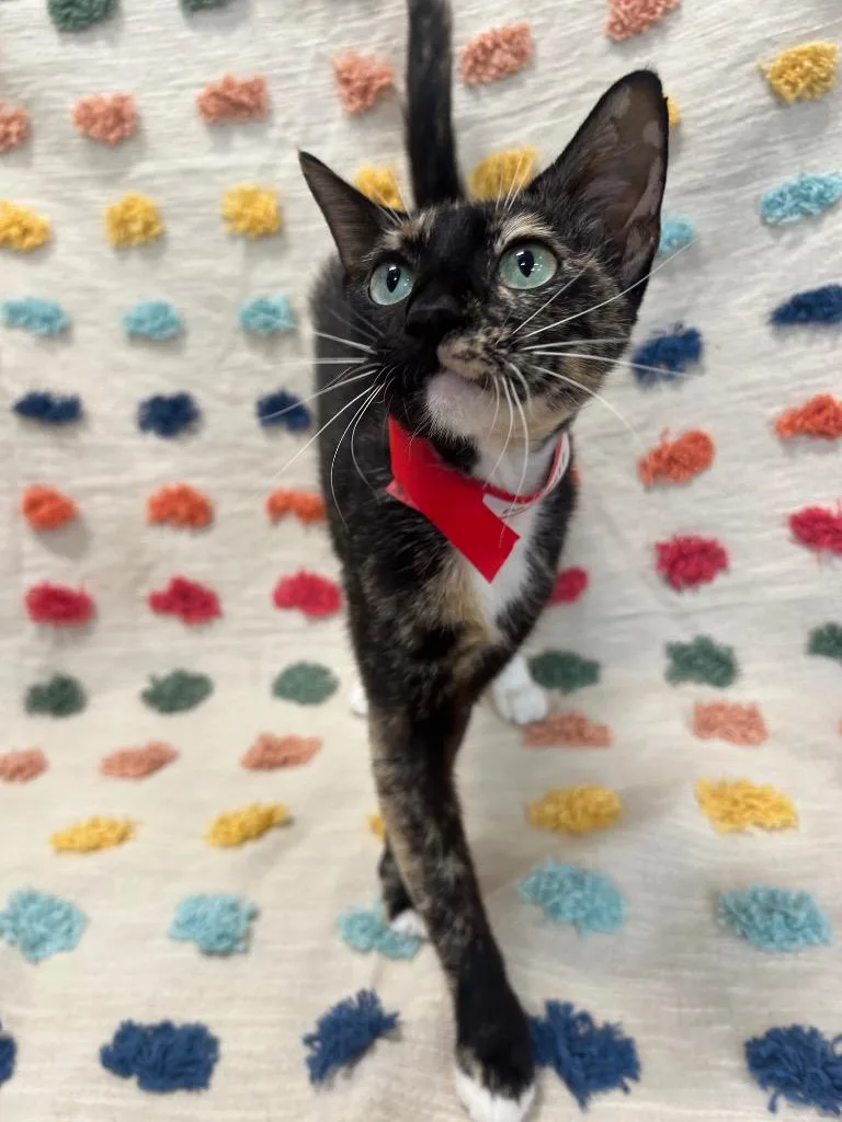 A young medium-sized female Domestic Short Hair cat named Sweet P for adoption in Denham Springs, LA
