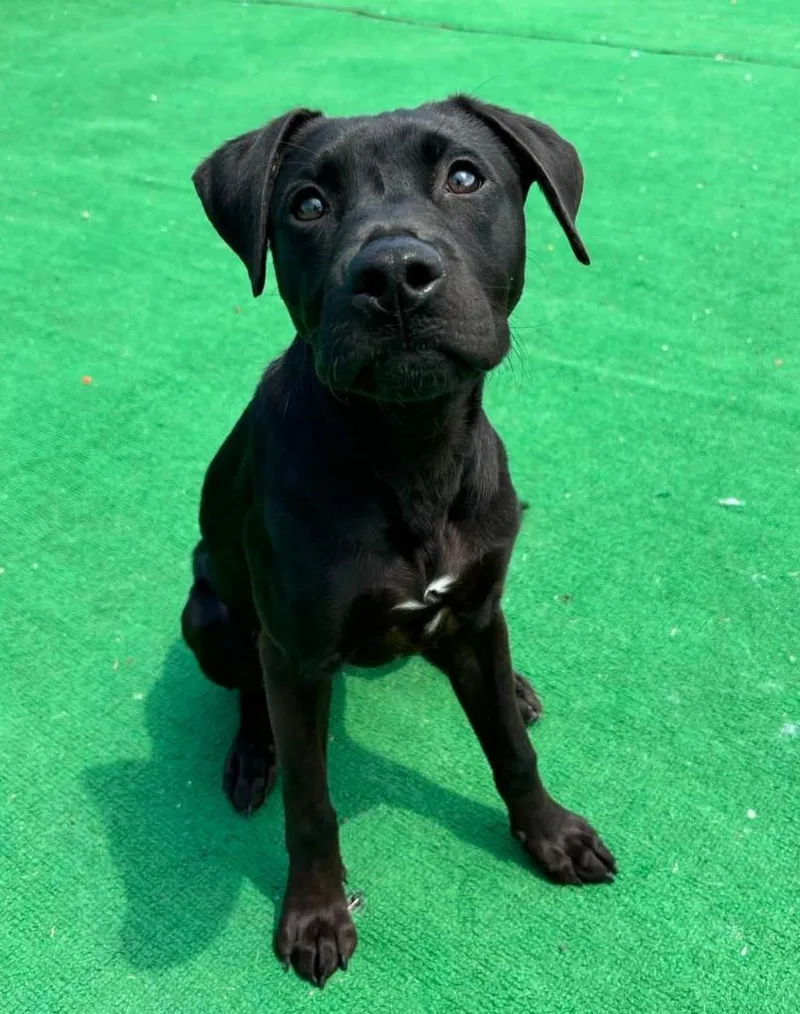 A baby medium-sized male Labrador Retriever dog named Keegan for adoption in Warren, MI
