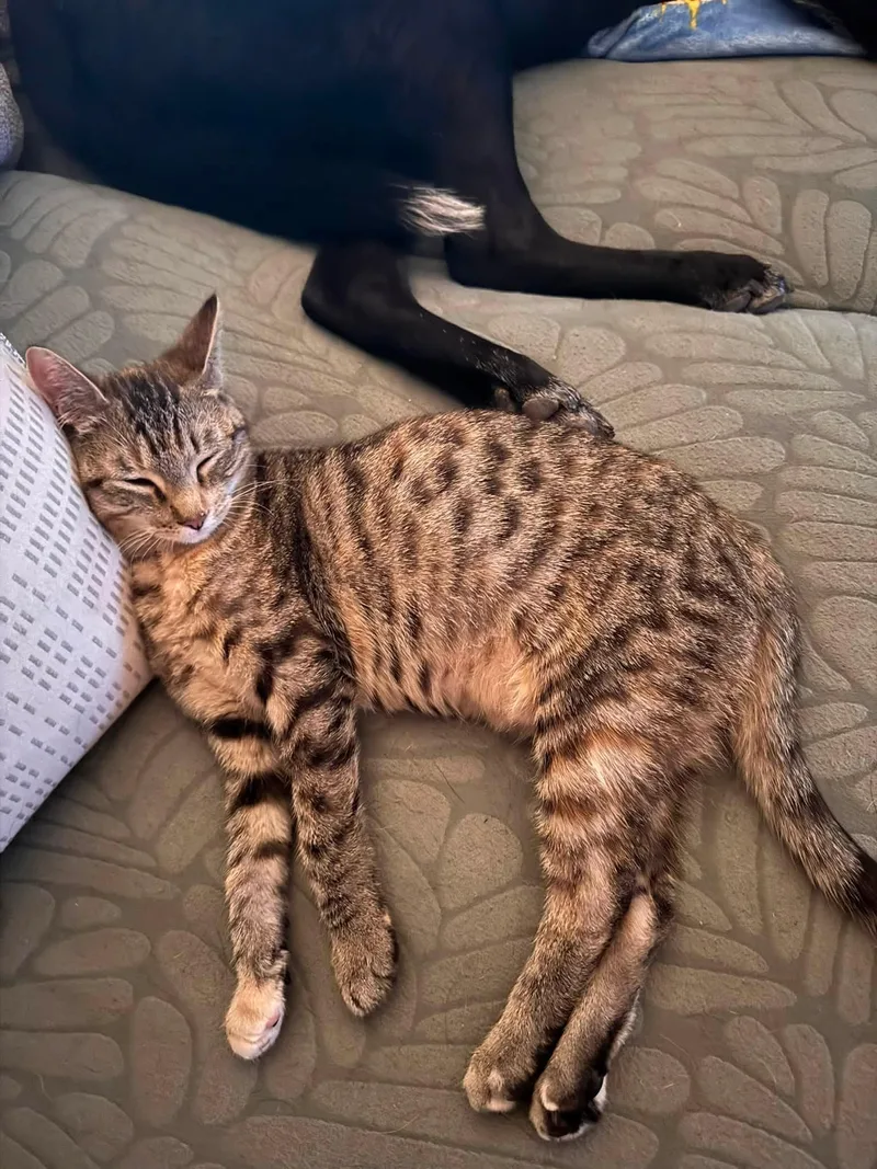 A young medium-sized female Brown / Chocolate Domestic Short Hair cat named Ann for adoption in Oklahoma City, OK