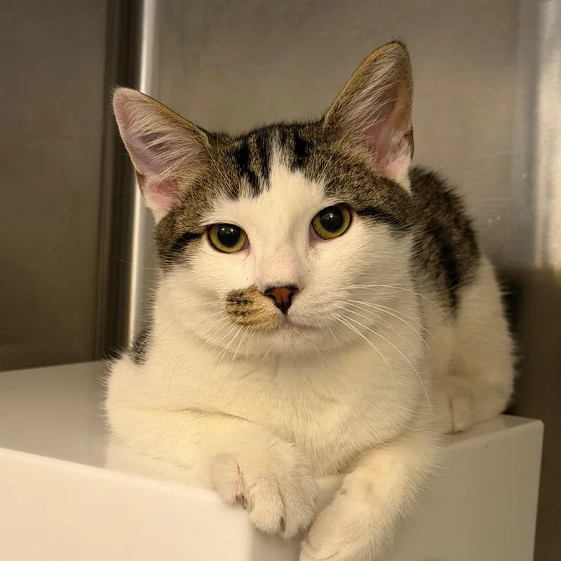 A baby medium-sized male Domestic Short Hair cat named Honor Roll for adoption in Los Angeles, CA