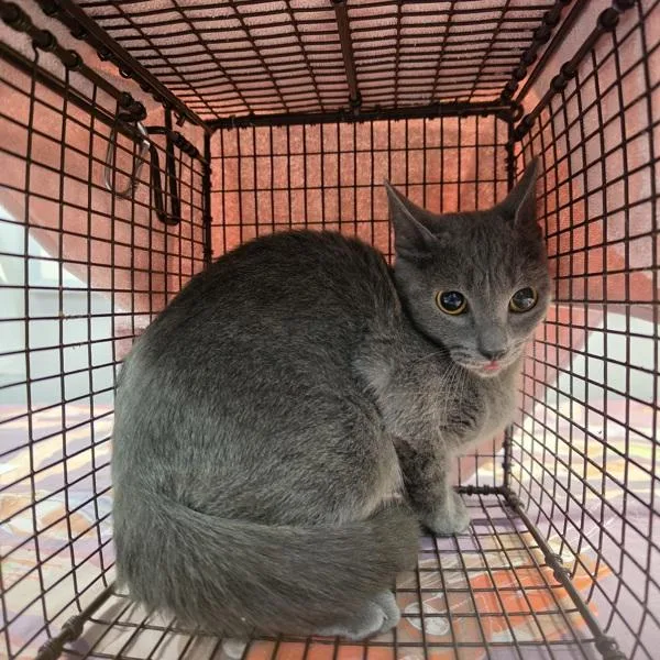 A young medium-sized female Domestic Short Hair cat named Toes for adoption in Des Moines, IA