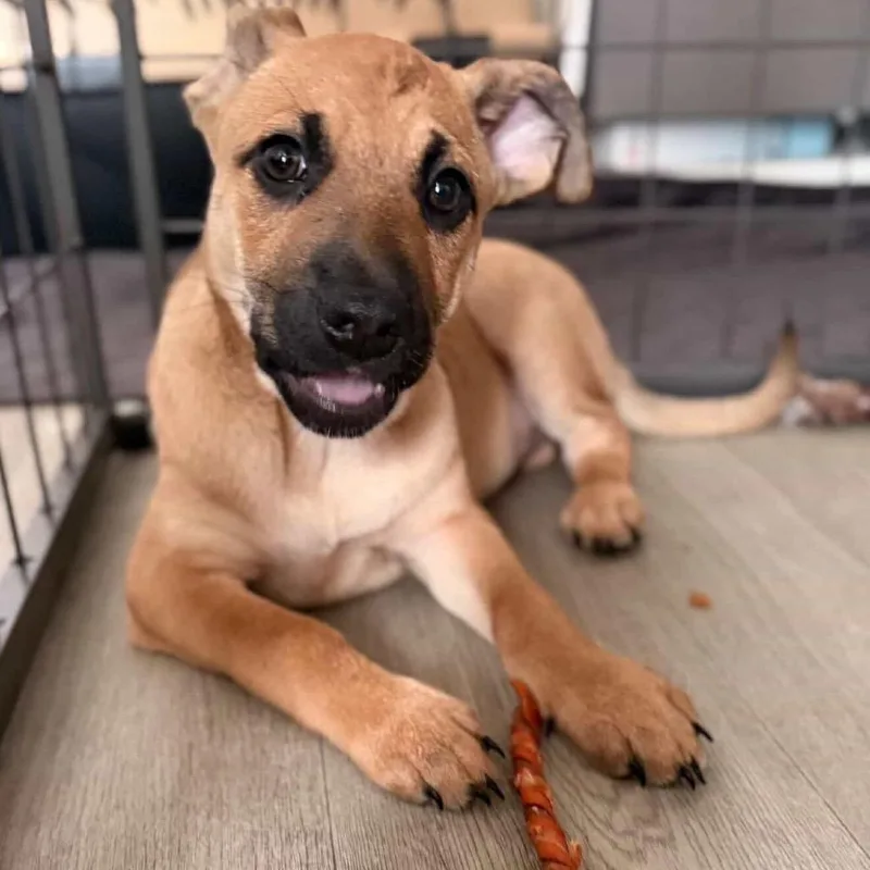 Daisy's Pack Pup: Rose thumbnail 2