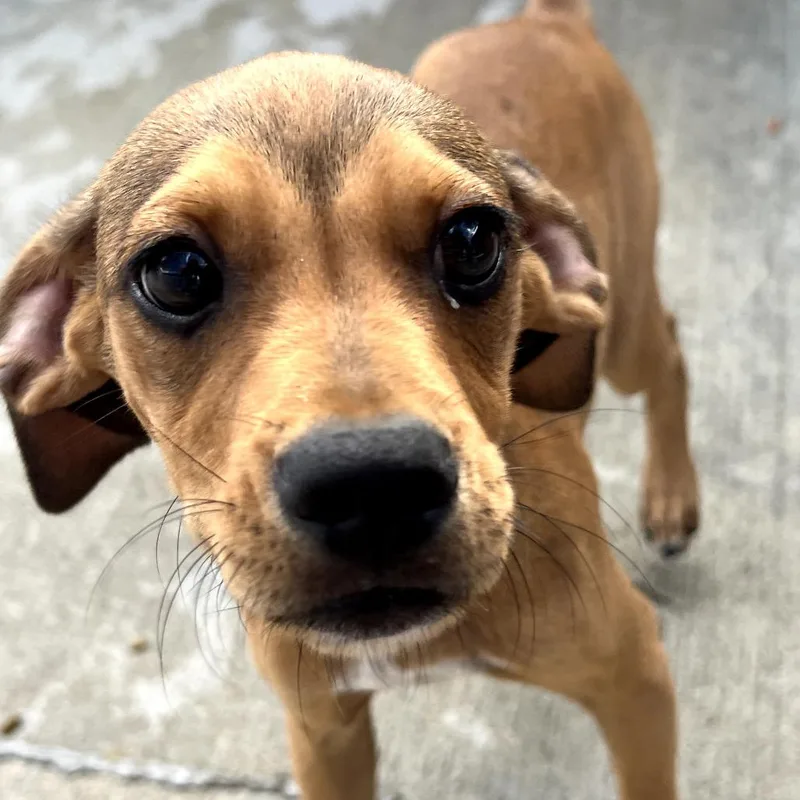 A baby small-sized male Brown / Chocolate Chihuahua dog named Mud Bug for adoption in Monticello, IA