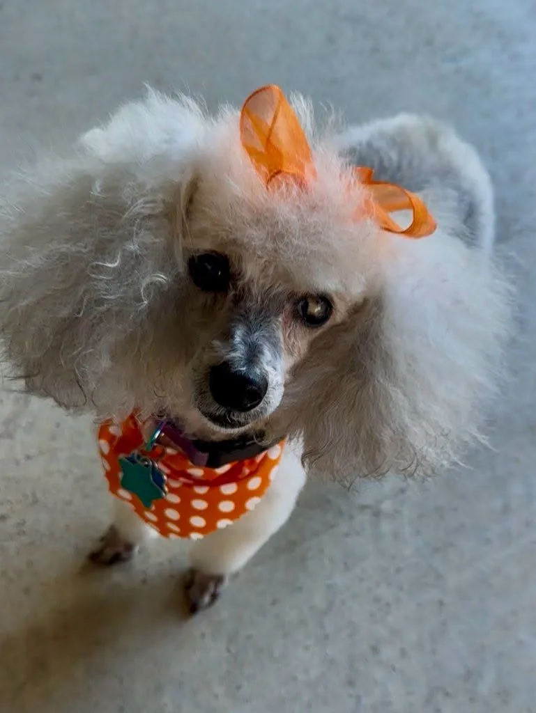 A senior small-sized female White Toy Poodle dog named Sophie for adoption in Bixby, OK