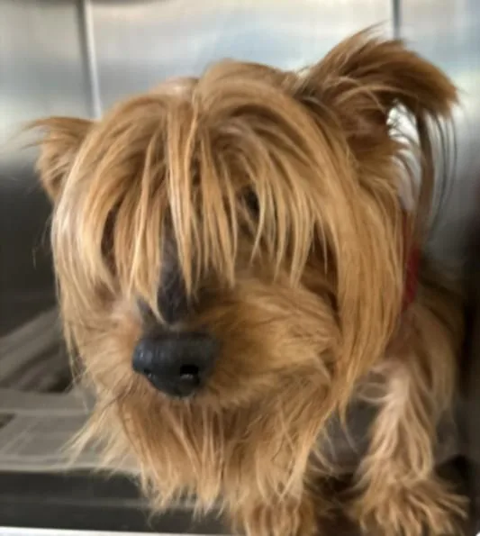An adult small-sized male Yorkshire Terrier dog named Muneo for adoption in San Pedro, CA