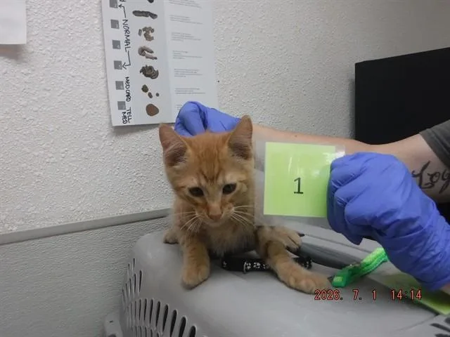 A baby small-sized male Domestic Short Hair cat named Cheddar for adoption in Oroville, CA