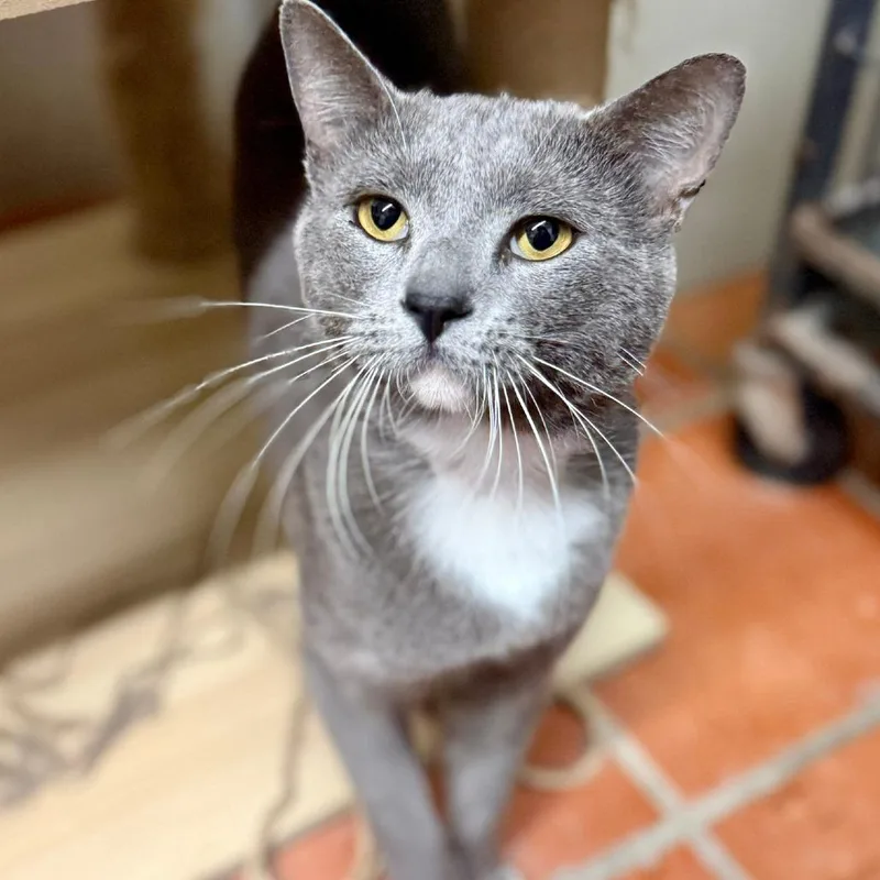 An adult large-sized male Gray / Blue / Silver Domestic Short Hair cat named Howard Douglas III for adoption in Austin, TX