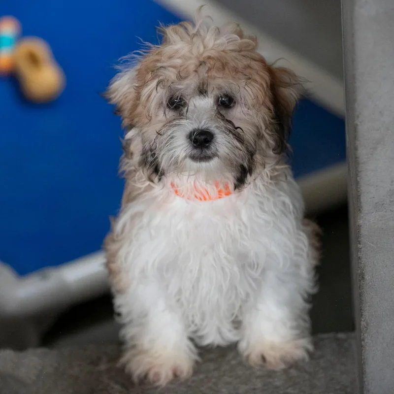 A baby small-sized male White / Cream Shih Tzu dog named Crue for adoption in Peyton, CO