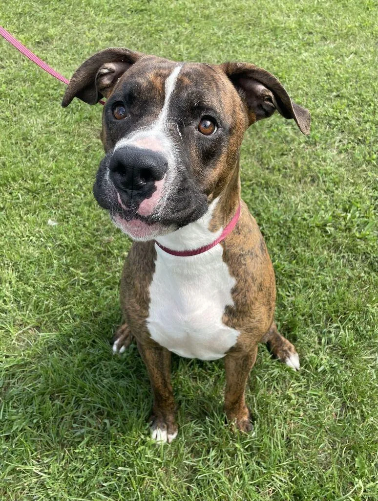 An adult large-sized male Mixed Breed dog named Mr. Walnut for adoption in Jackson, MI