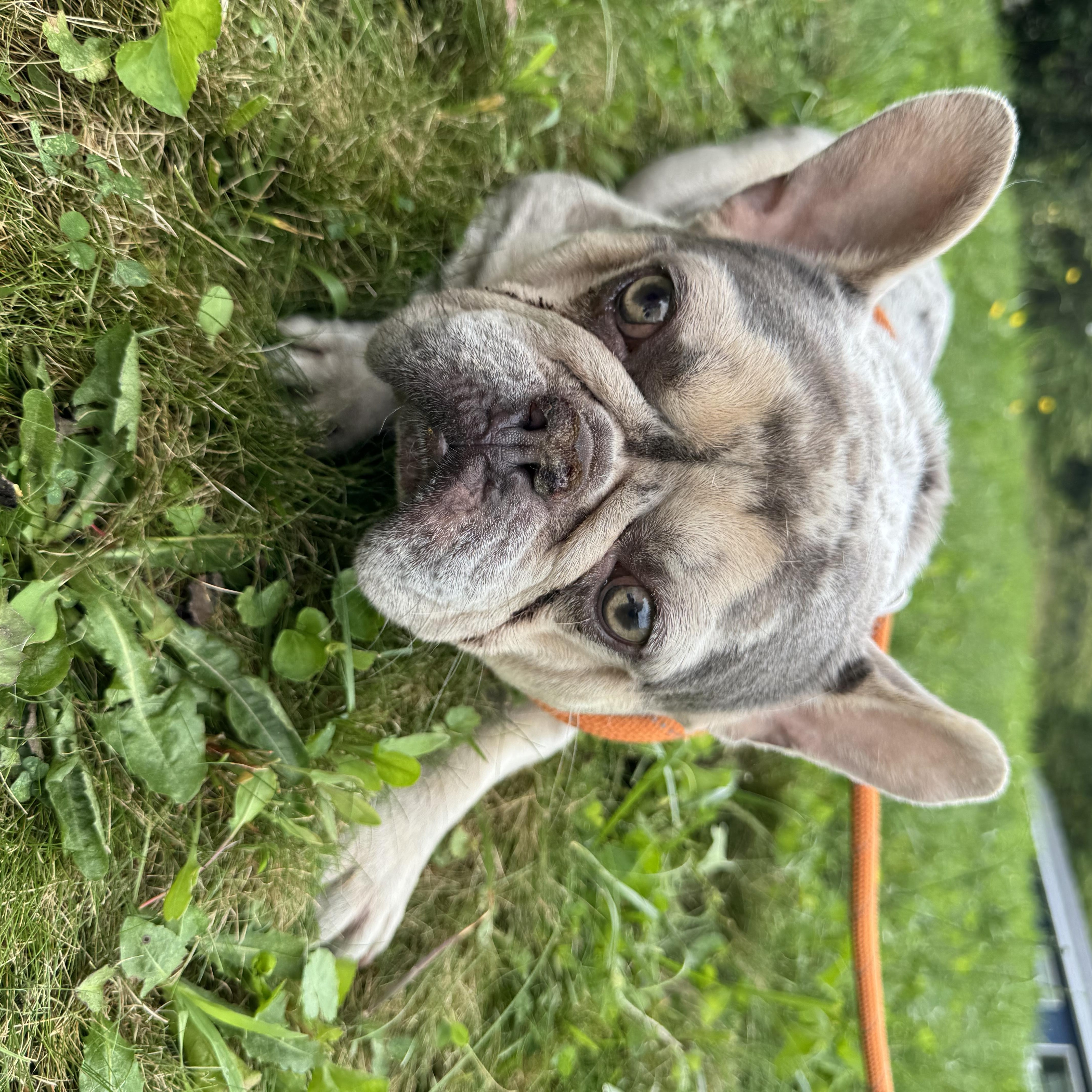 Gus