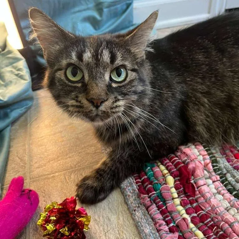 A senior medium-sized female Brown / Chocolate Domestic Medium Hair cat named Bimini for adoption in Gibsonia, PA