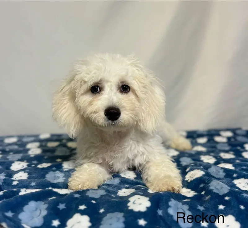 A baby small-sized male Cavachon dog named Reckon for adoption in New Stanton, PA