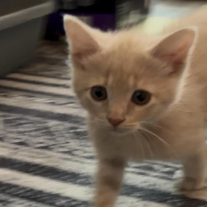 A baby small-sized male Orange / Red Domestic Short Hair cat named Croissant for adoption in Los Angeles, CA