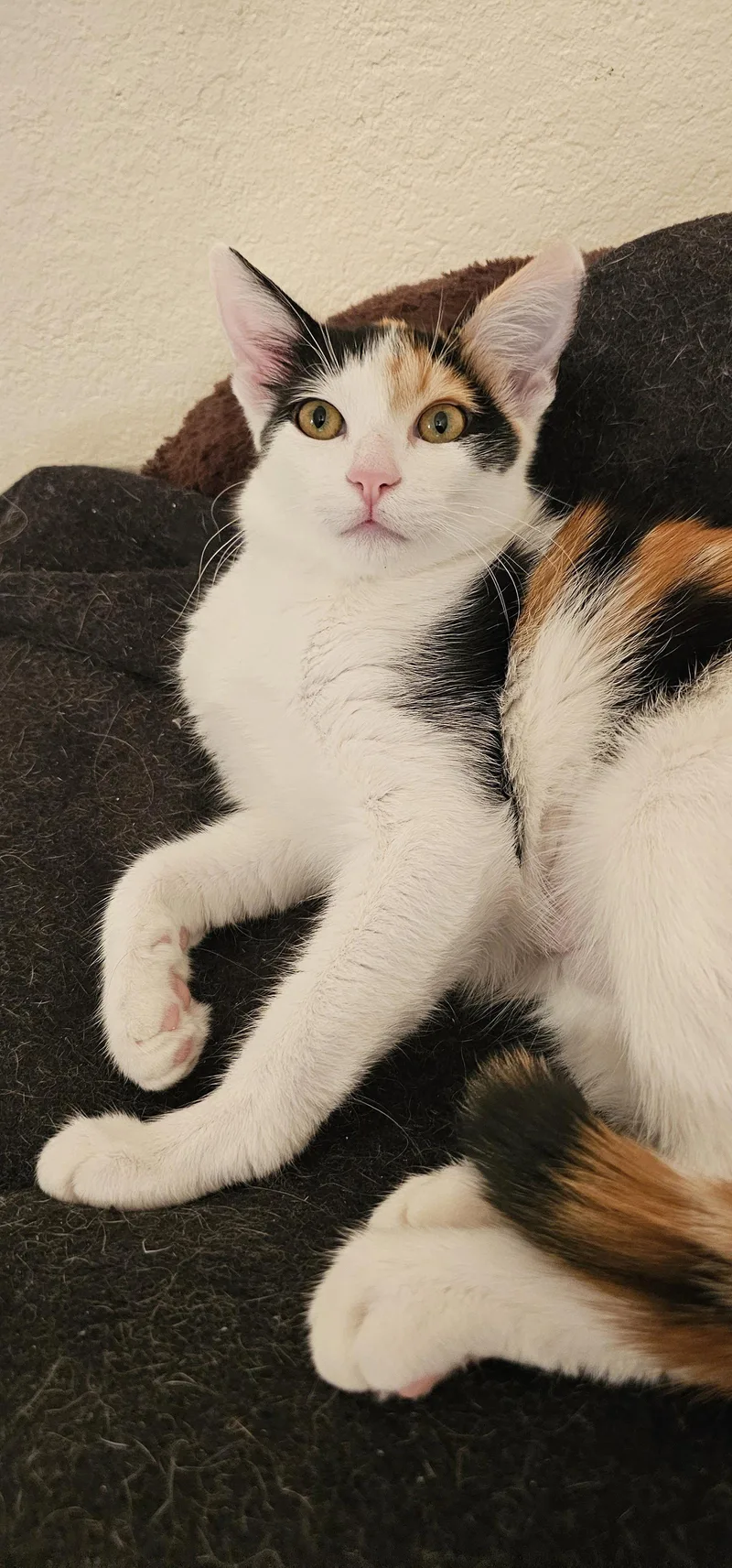 A young small-sized female Domestic Short Hair cat named Tacoma for adoption in Mission Viejo, CA