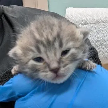 A baby small-sized female Gray / Blue / Silver Domestic Short Hair cat named Tot for adoption in Tacoma, WA