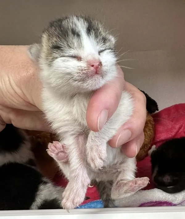 A baby small-sized female Domestic Short Hair cat named Pen  Sugar for adoption in Lawrenceville, GA
