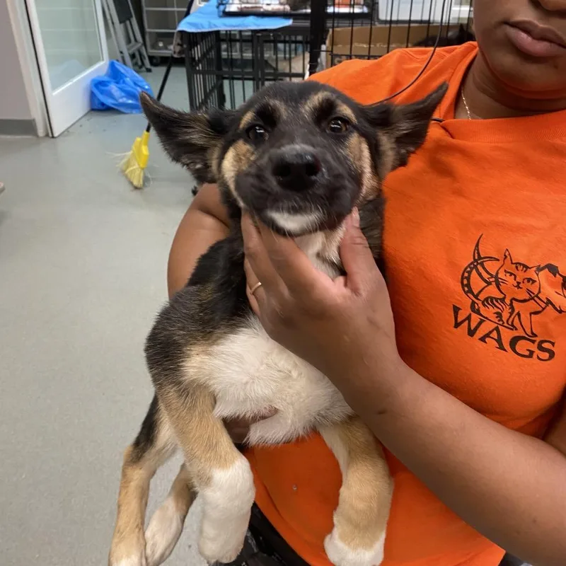 A baby small-sized female Black German Shepherd Dog dog named Tweed for adoption in Westminster, CA
