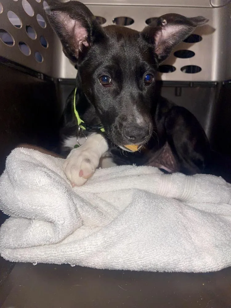 A baby medium-sized female Retriever dog named Booger for adoption in Thornton, CO
