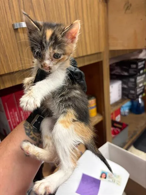 A baby small-sized female Domestic Short Hair cat named Amber for adoption in Stockton, CA