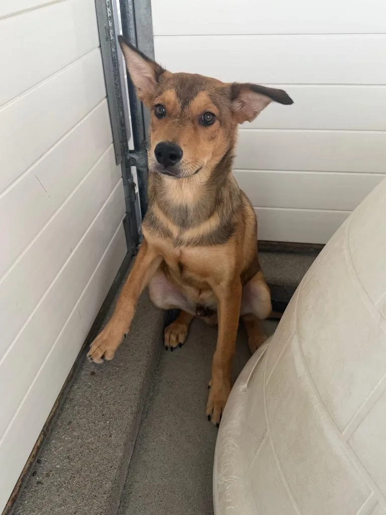 A baby medium-sized male Australian Cattle Dog / Blue Heeler dog named Phelix for adoption in Fort Lupton, CO