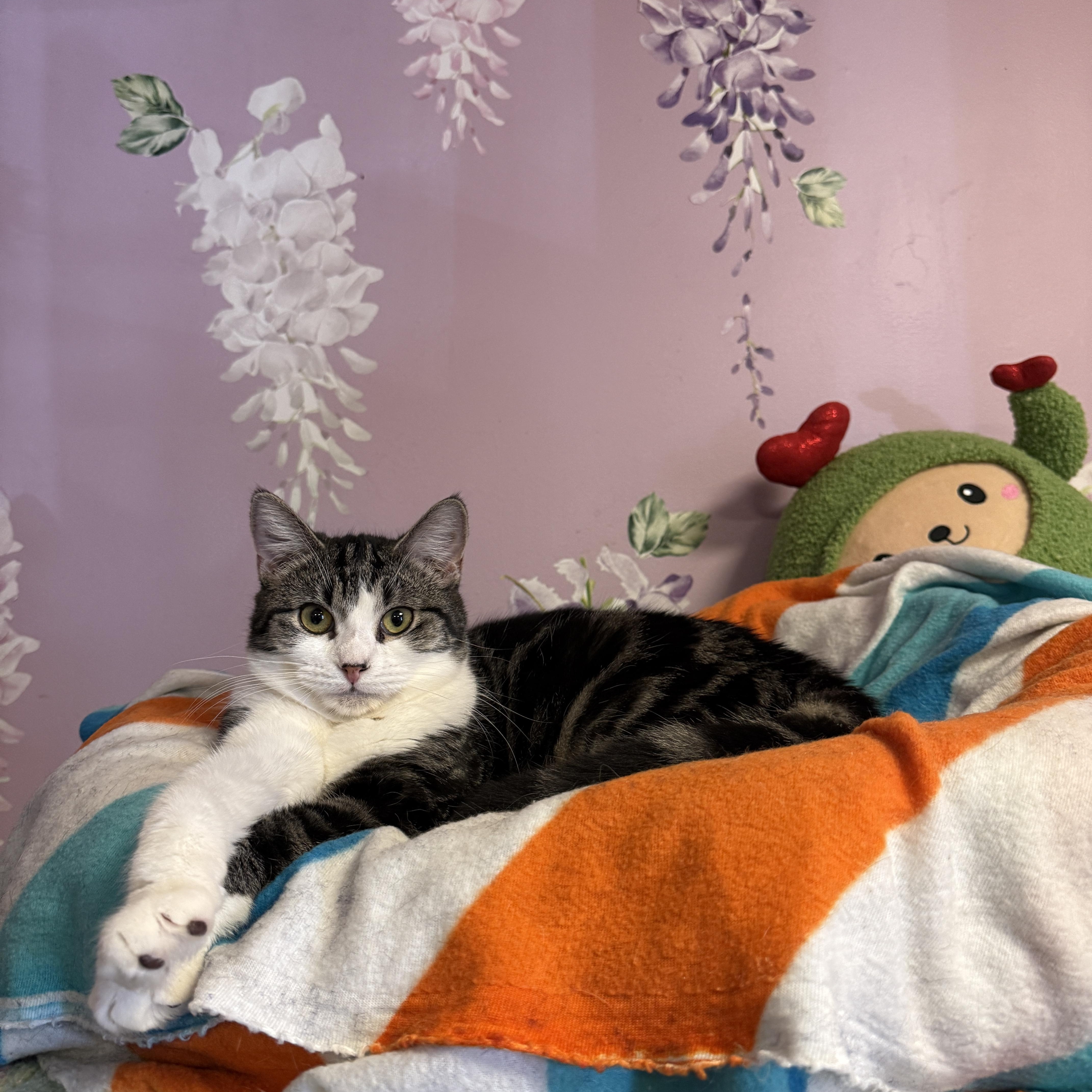 A young medium-sized female Tabby (Buff / Tan / Fawn) Domestic Short Hair cat named Roxy for adoption in Freeport, NY