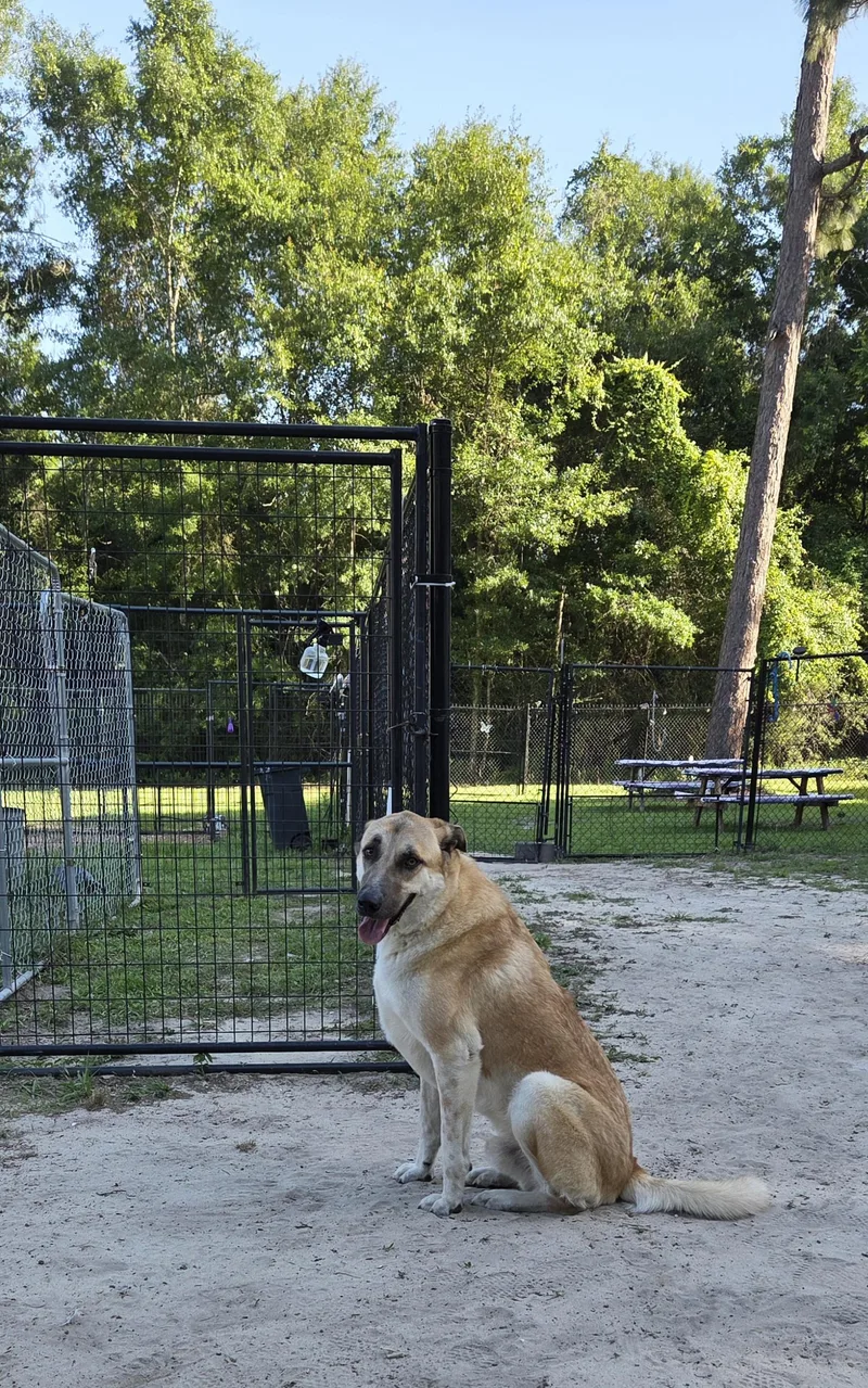 An adult large-sized male Anatolian Shepherd dog named Bobear for adoption in PENSACOLA, FL