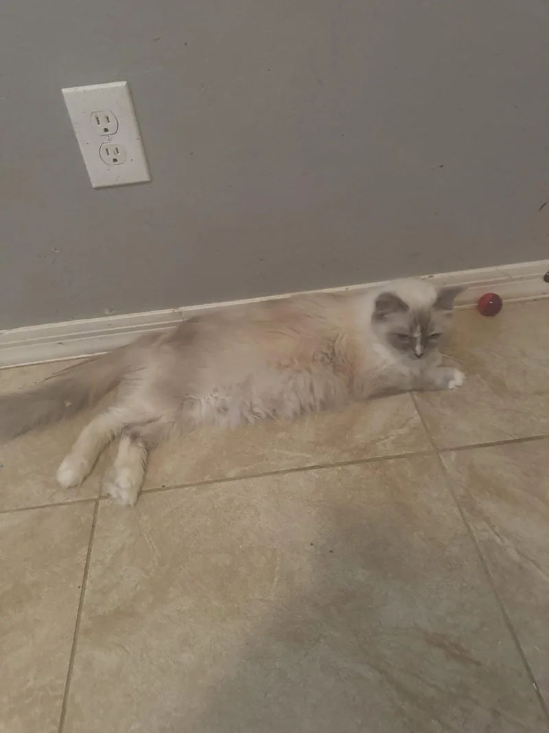 An adult medium-sized female Domestic Long Hair cat named Kiki for adoption in Chandler, AZ