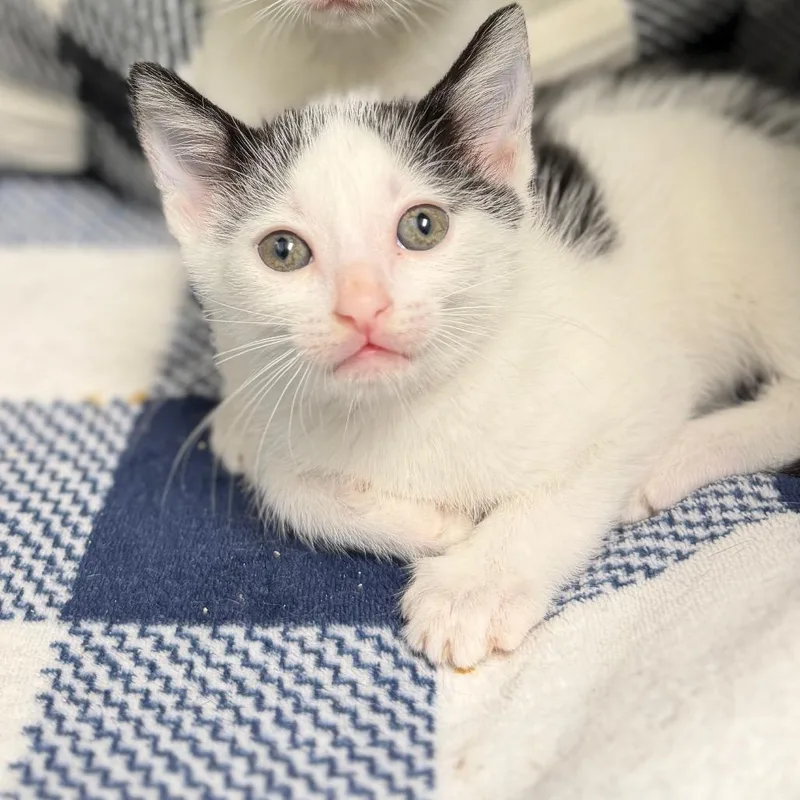 A baby small-sized male White Domestic Short Hair cat named Brotron for adoption in Port Richey, FL