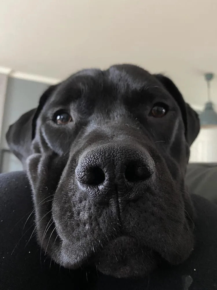 A young medium-sized male Black Labrador Retriever dog named Diesel for adoption in Littleton, CO
