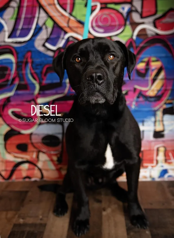 Diesel thumbnail 4