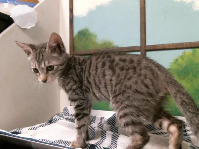 A baby small-sized female Domestic Short Hair cat named Stacy for adoption in Houston, TX