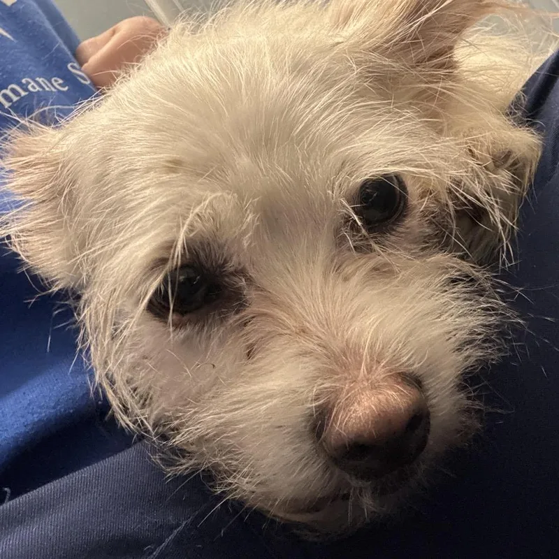 An adult small-sized female Mixed Breed dog named Michealada  Bonded with for adoption in Naperville, IL