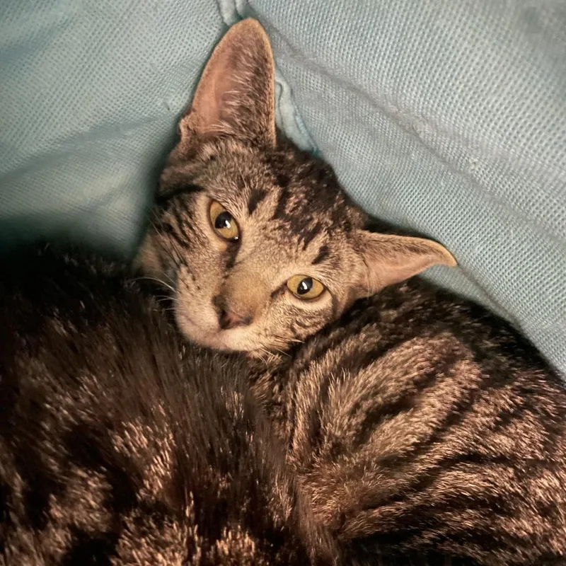 A baby small-sized male Brown / Chocolate Domestic Short Hair cat named Green Bean for adoption in Saint Charles, MO