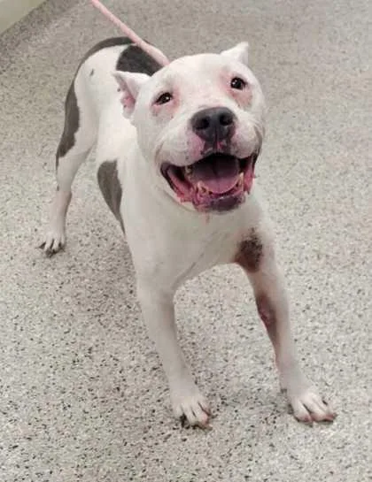 A senior large-sized male White / Cream Pit Bull Terrier dog named Kozik for adoption in Kansas City, MO