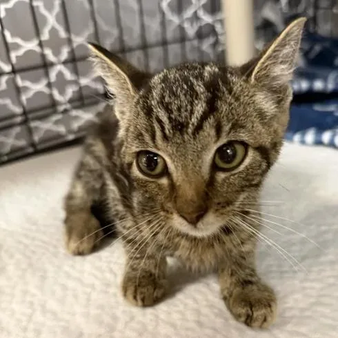 A baby small-sized female Gray / Blue / Silver Domestic Short Hair cat named KimichiC for adoption in East Saint Louis, IL