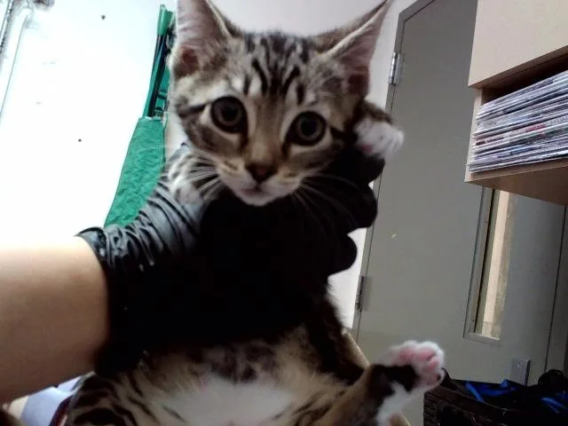 A baby small-sized female Domestic Short Hair cat named Tig for adoption in Martinez, CA